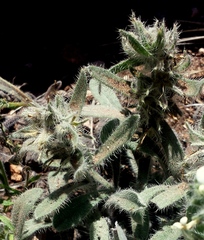 Cryptantha crassisepala