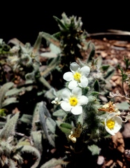 Cryptantha crassisepala