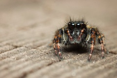 Salticinae