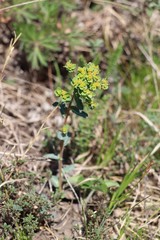 Euphorbia alpina