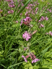 Silene dioica