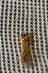 Perilissus albitarsis