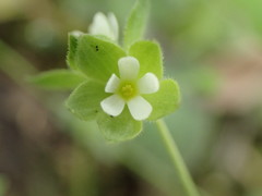 Androsace umbellata