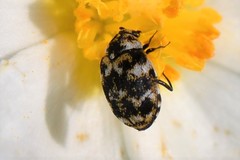 Anthrenus pimpinellae