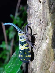 Pyrops viridirostris
