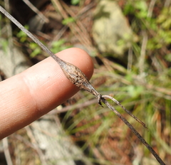 Neolasioptera convolvuli