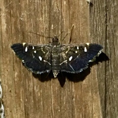 Diathrausta