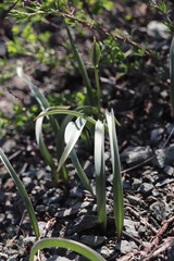 Tulipa uniflora