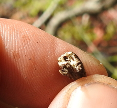 Neolasioptera convolvuli