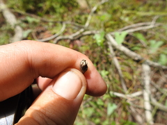 Neolasioptera convolvuli