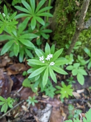 Galium odoratum