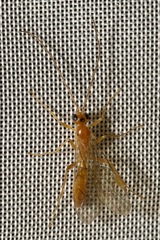 Perilissus albitarsis