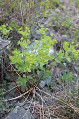Euphorbia alpina