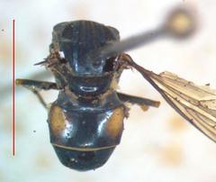 Rhingia nasica