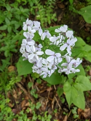 Lunaria rediviva