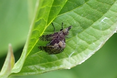 Platystoma seminationis