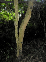 Piptadenia gonoacantha