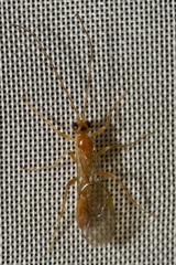 Perilissus albitarsis