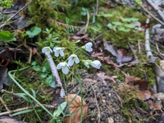 Cardamine pratensis