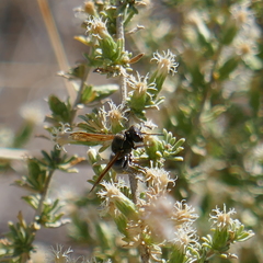 Pachodynerus pulverulentus