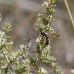Pachodynerus pulverulentus