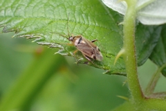 Harpocera