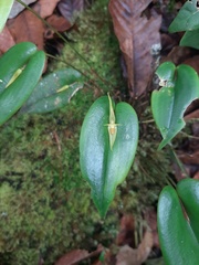 Pleurothallis microcardia