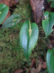 Pleurothallis microcardia