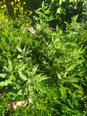 Cirsium arvense