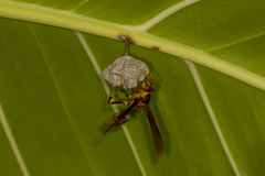 Polistes carnifex carnifex