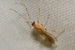 Perilissus albitarsis