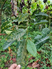 Coffea canephora