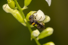 Brachygastra scutellaris
