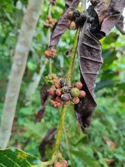 Coffea canephora