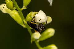 Brachygastra scutellaris