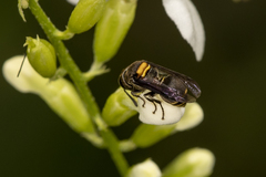 Brachygastra scutellaris