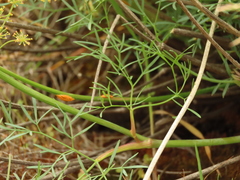 Lomatium laevigatum