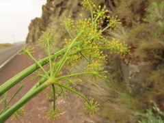 Lomatium laevigatum