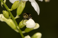 Brachygastra scutellaris