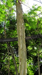 Piptadenia gonoacantha