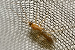 Perilissus albitarsis