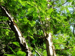 Piptadenia gonoacantha