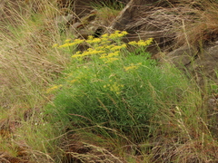 Lomatium laevigatum