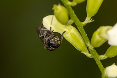 Brachygastra scutellaris