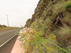 Lomatium laevigatum