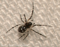 Pocobletus