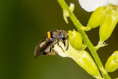 Brachygastra scutellaris