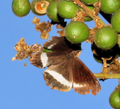 Eurytela hiarbas angustata