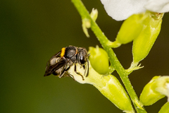 Brachygastra scutellaris