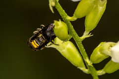 Brachygastra scutellaris